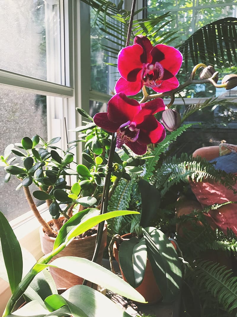 Flower in the studio <strong>Natural connections, intuitive creativity—where meaningful design takes root.</strong><br/><em>Photo taken by Leelee in her studio.</em>