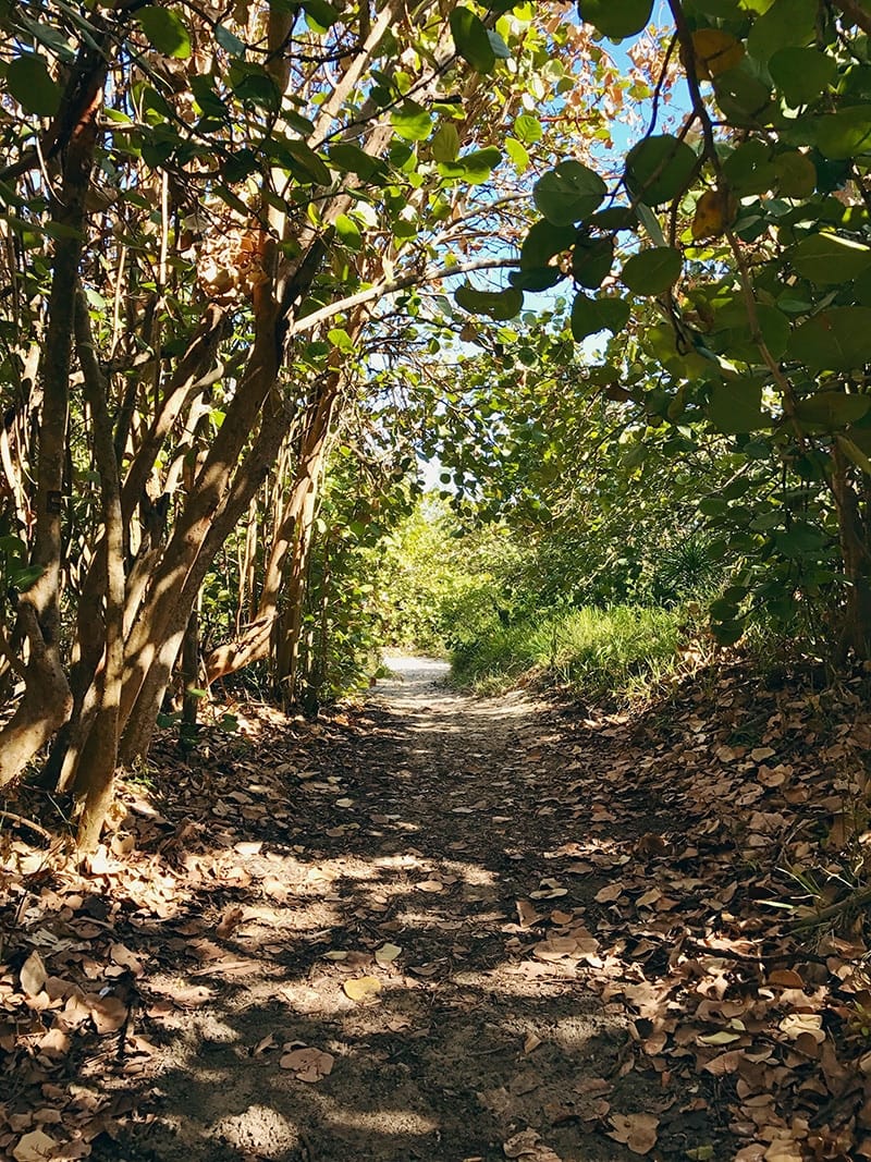 Pathway to blue skies <strong>Every path holds possibilities—where will yours lead?</strong><br/><em>Photo taken by Leelee in Bermuda.</em>
